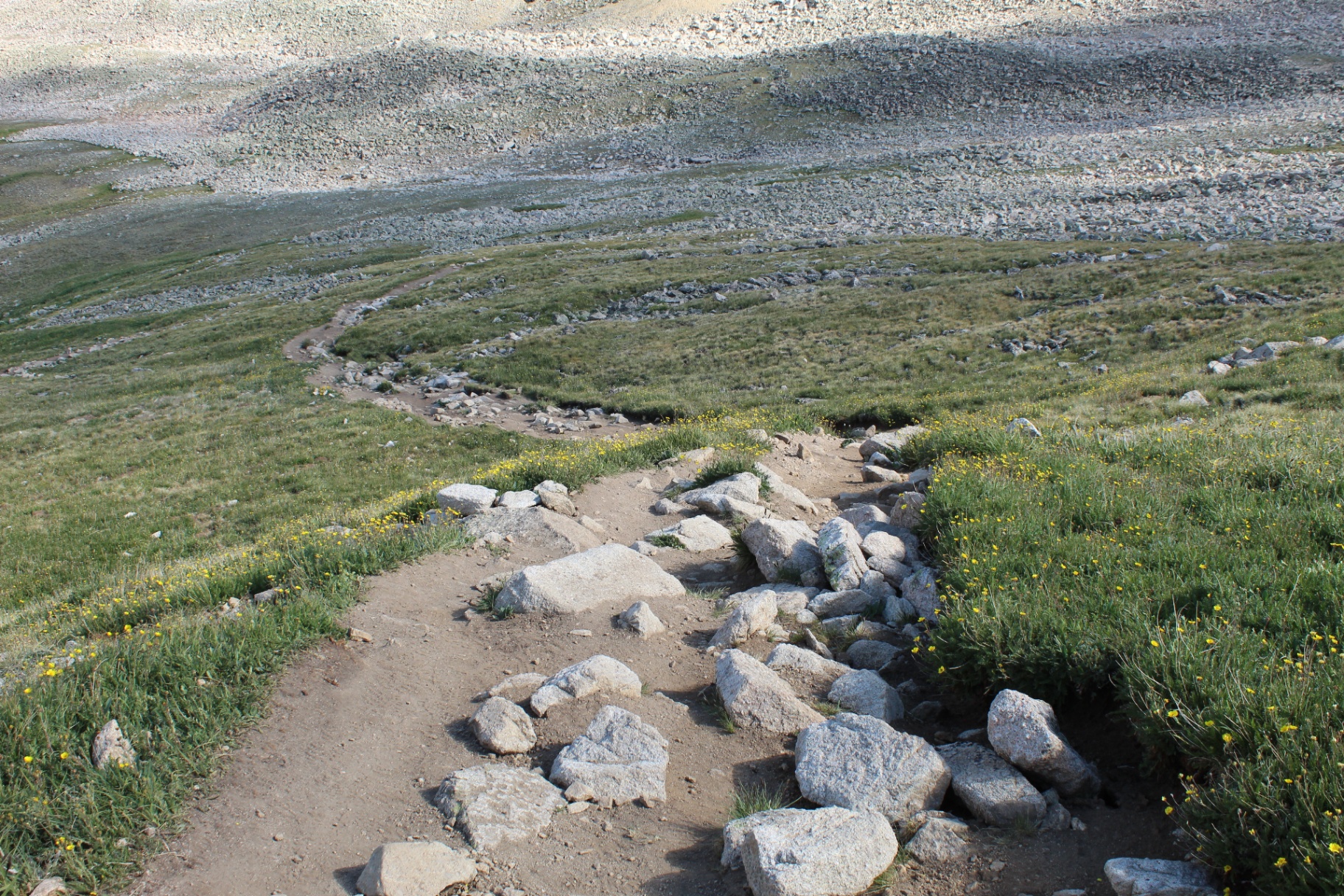 Singletrack trail winding through alpine tundra and wildflowers below Huron Peak's scree fields