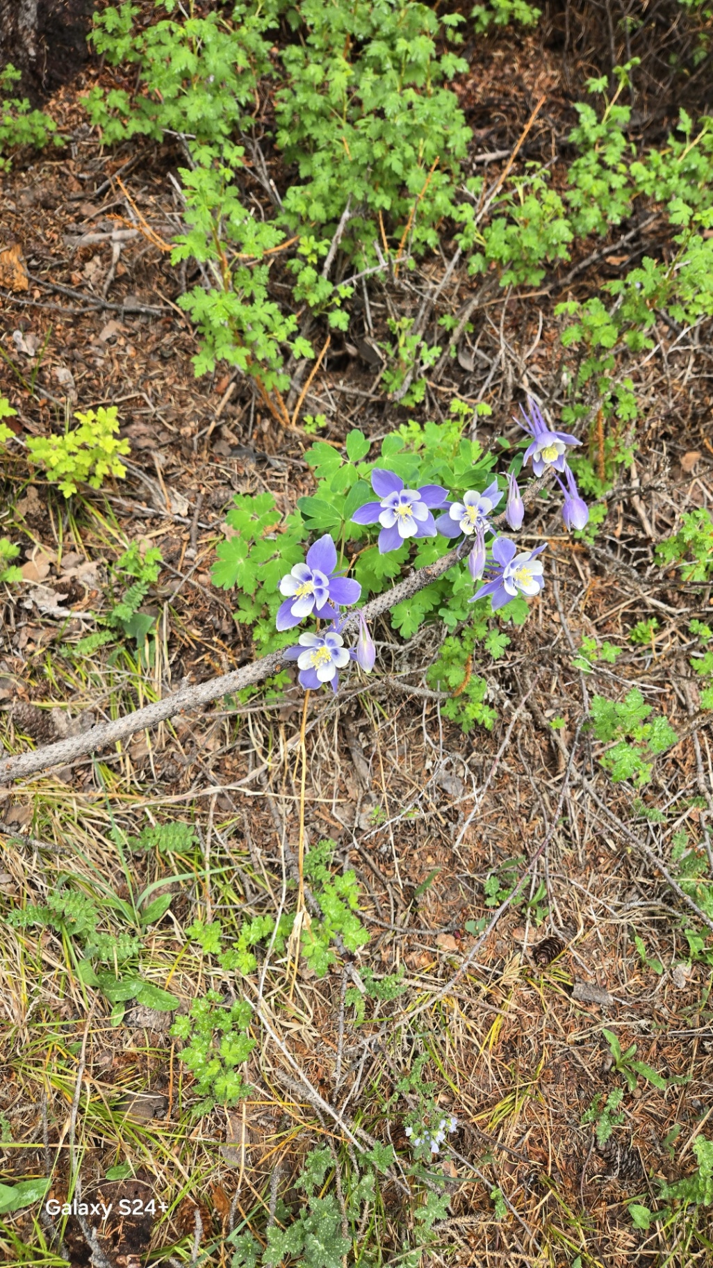 Cluster of purple and white Colorado columbines blooming on a forest floor
