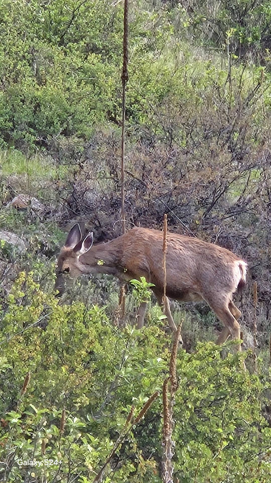 Mule deer grazing on a green hillside on Mt. Falcon