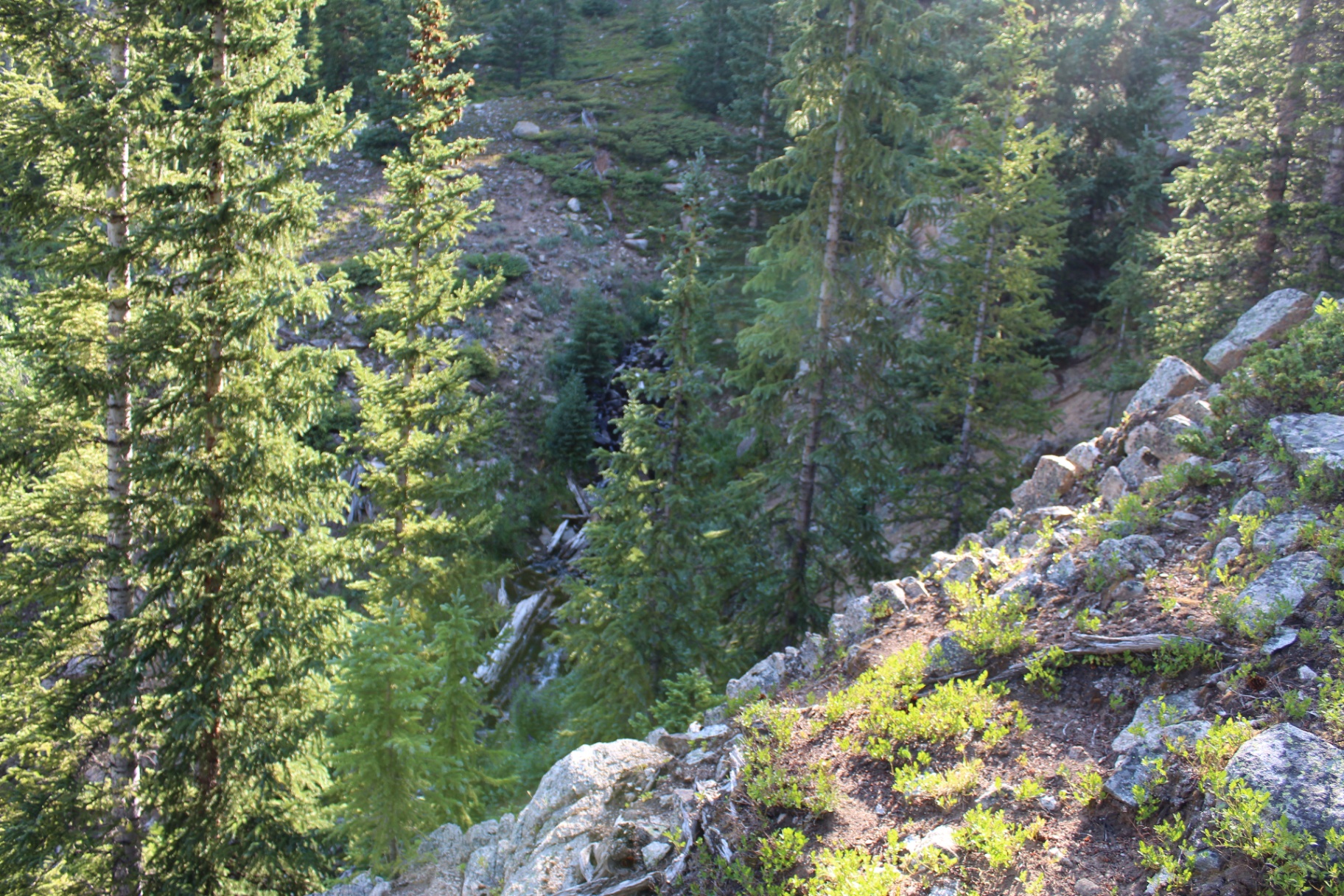 Morning light through pines and granite boulders on the lower Huron Peak trail