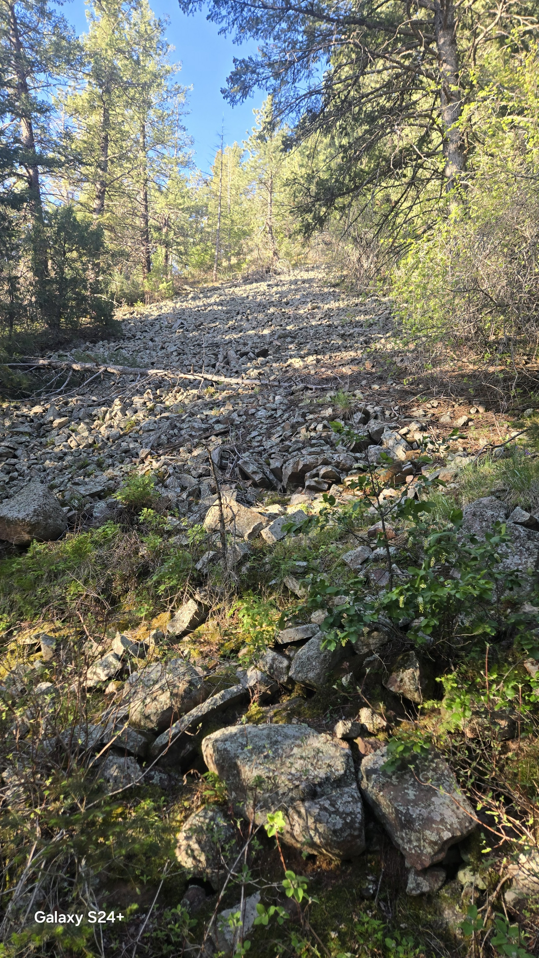 Steep talus field climbing through pines